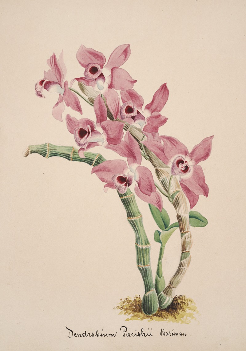 Anonymous - Collection d’orchidées Pl.41