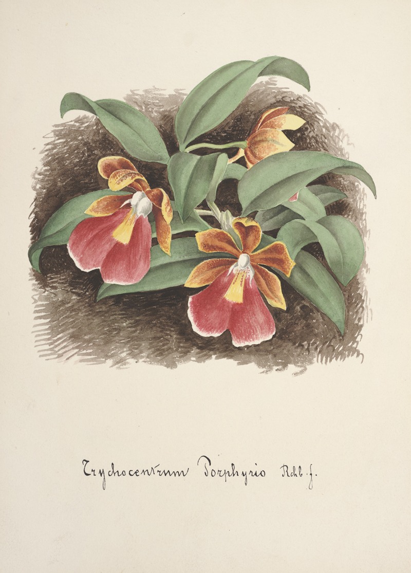 Anonymous - Collection d’orchidées Pl.73