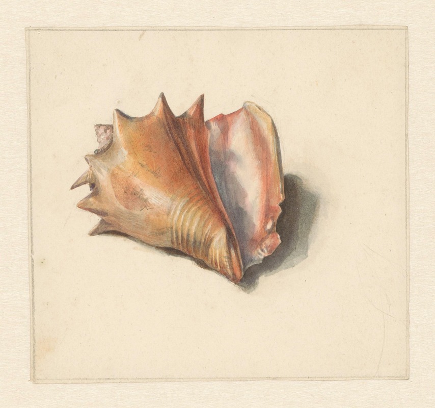 Albertus Steenbergen - Studie van een schelp