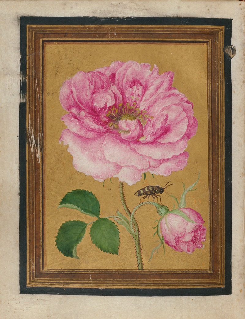 Jacques Le Moyne de Morgues - Paintings of Flowers, Butterflies, and Insects Pl.6