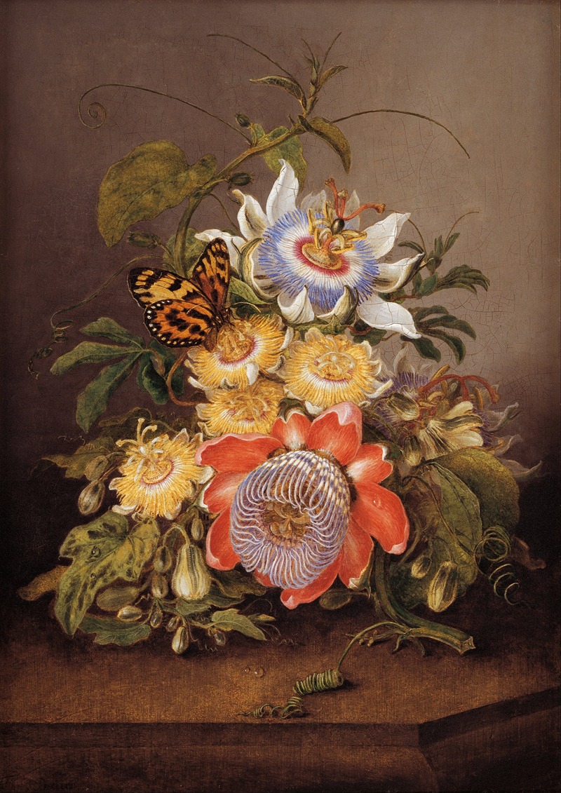 Ferdinand Bauer - Passionflowers