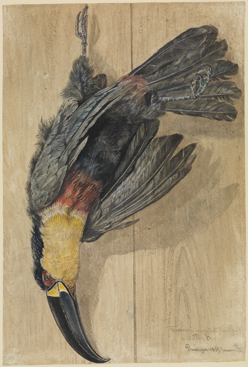 Ferdinand Keller - Studie eines toten Tukan-Vogels