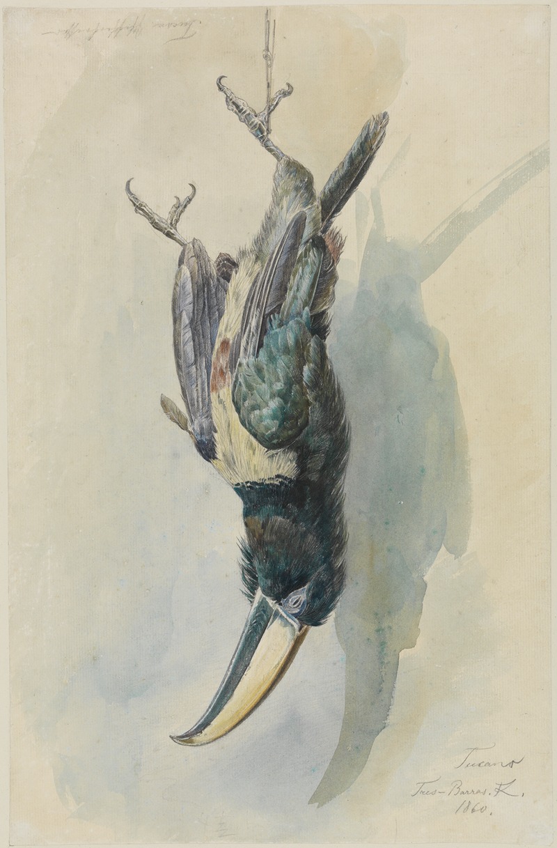 Ferdinand Keller - Studie eines Tukans (Pfefferfresser)