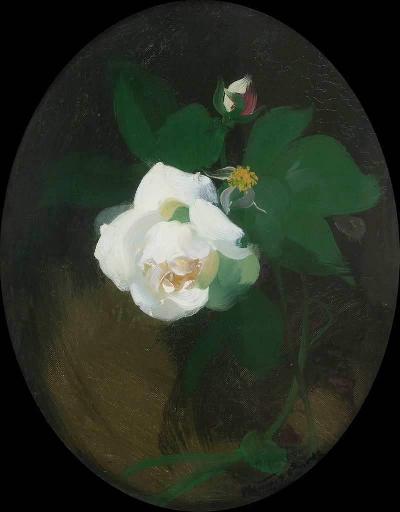 James Stuart Park - White Rose