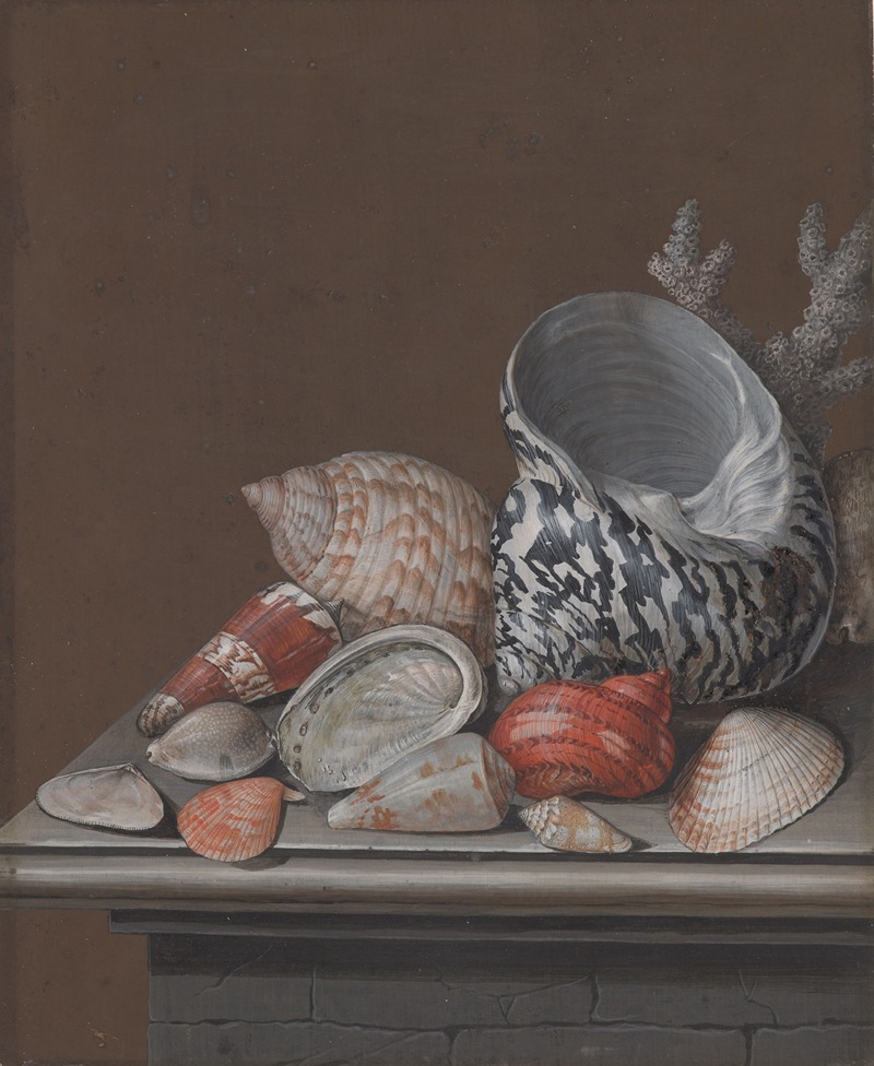 Johann Jacob Dietzsch - Still Life with Shells