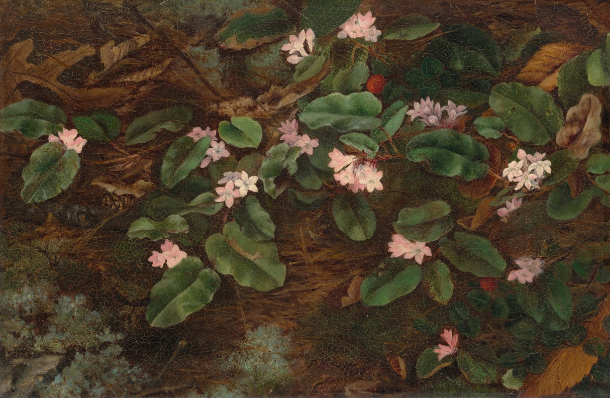 Fidelia Bridges - Trailing Arbutus