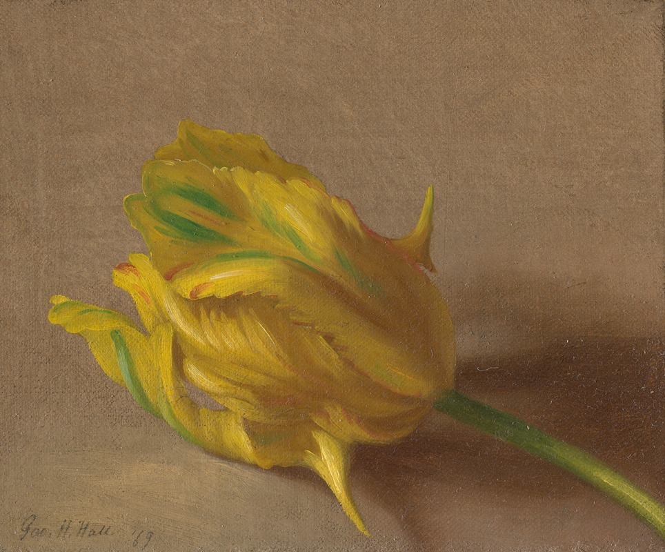 George Henry Hall - Tulip