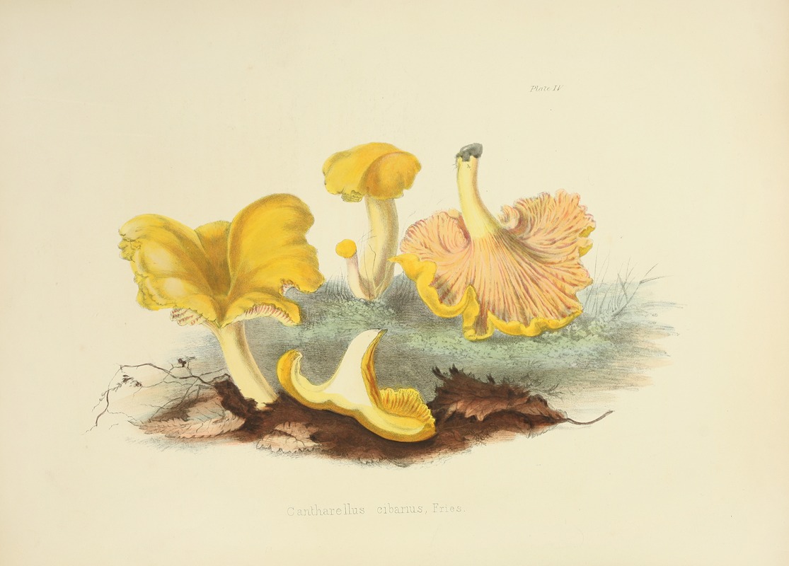 Anna Maria Hussey - Illustrations of British mycology Pl.04