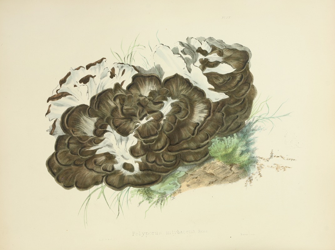 Anna Maria Hussey - Illustrations of British mycology Pl.06