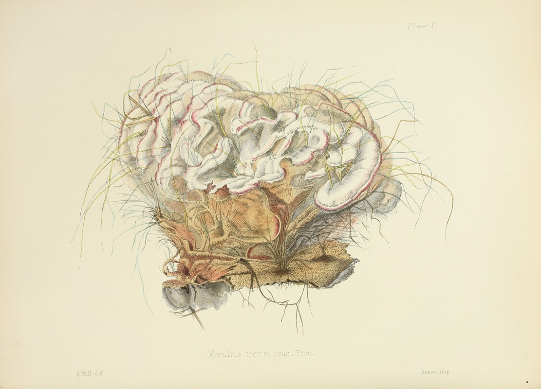 Anna Maria Hussey - Illustrations of British mycology Pl.10