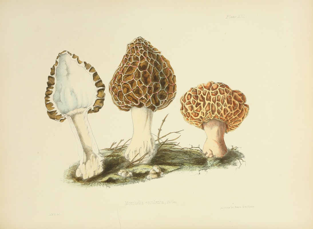 Anna Maria Hussey - Illustrations of British mycology Pl.13