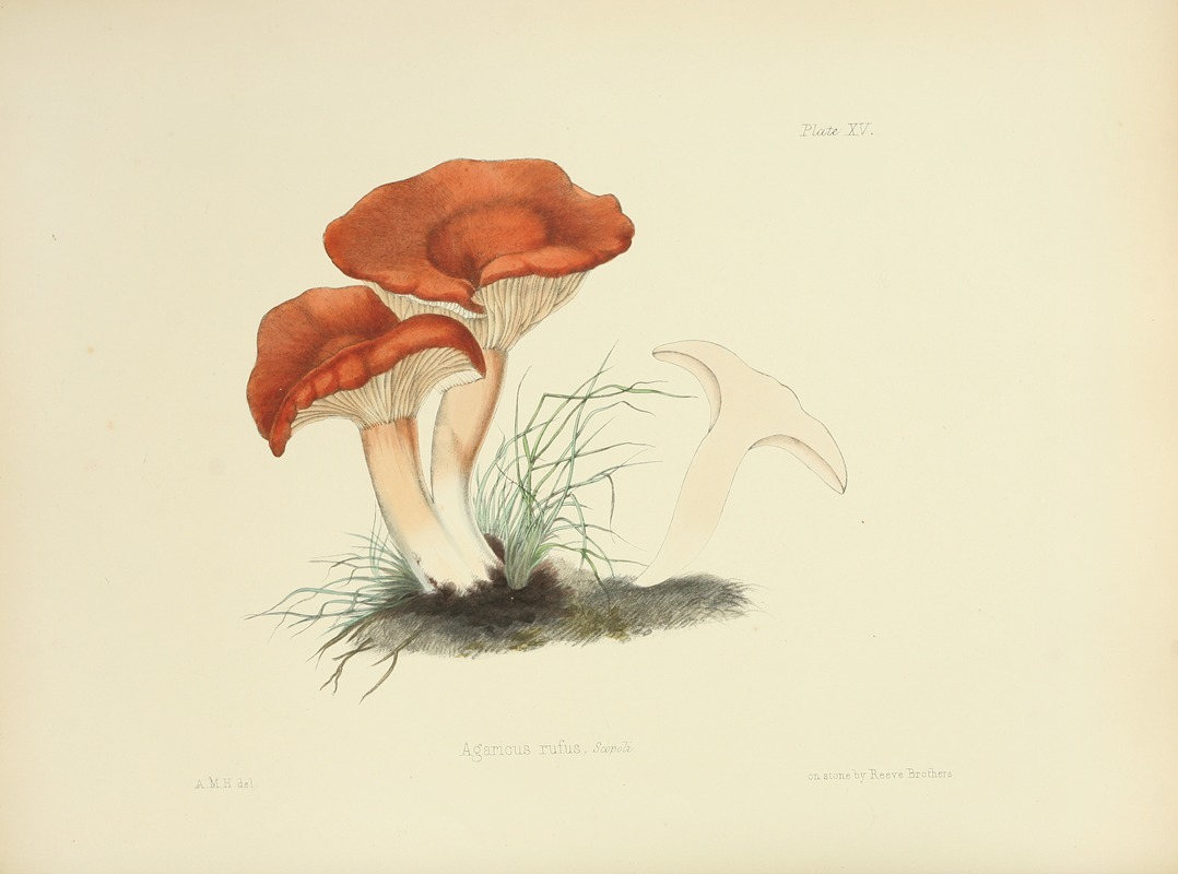 Anna Maria Hussey - Illustrations of British mycology Pl.15