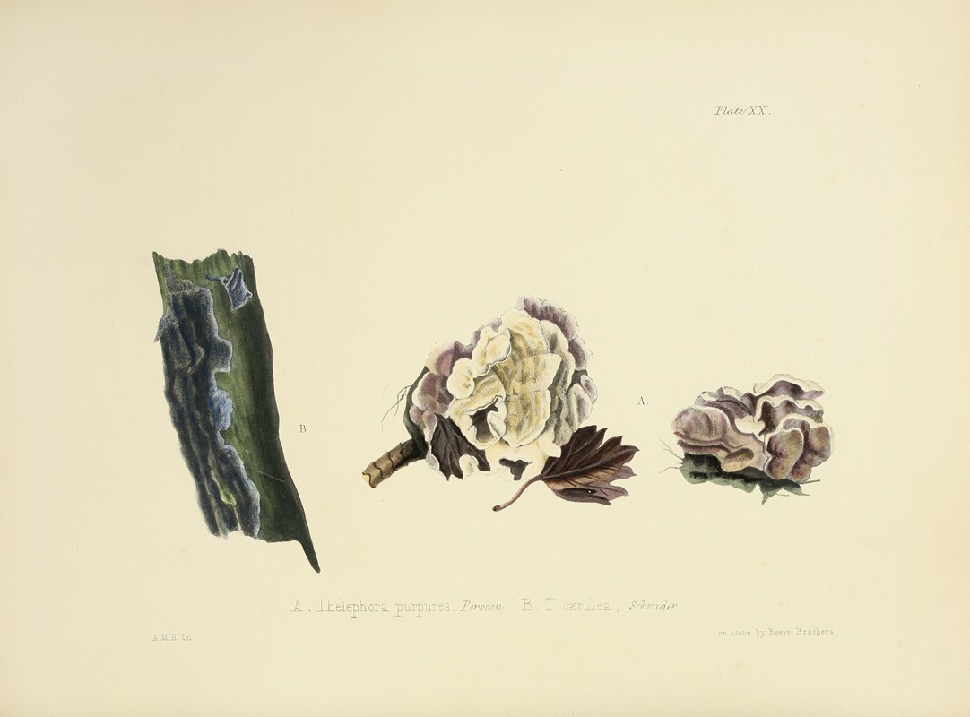 Anna Maria Hussey - Illustrations of British mycology Pl.20