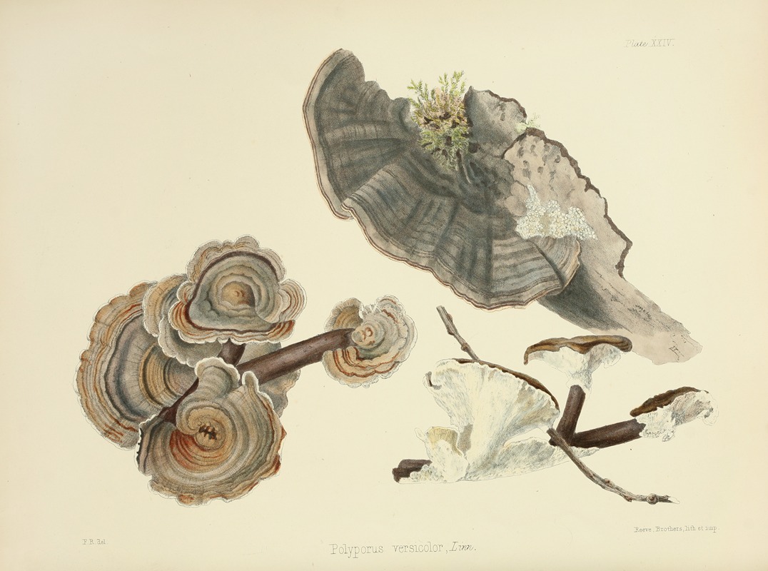 Anna Maria Hussey - Illustrations of British mycology Pl.24