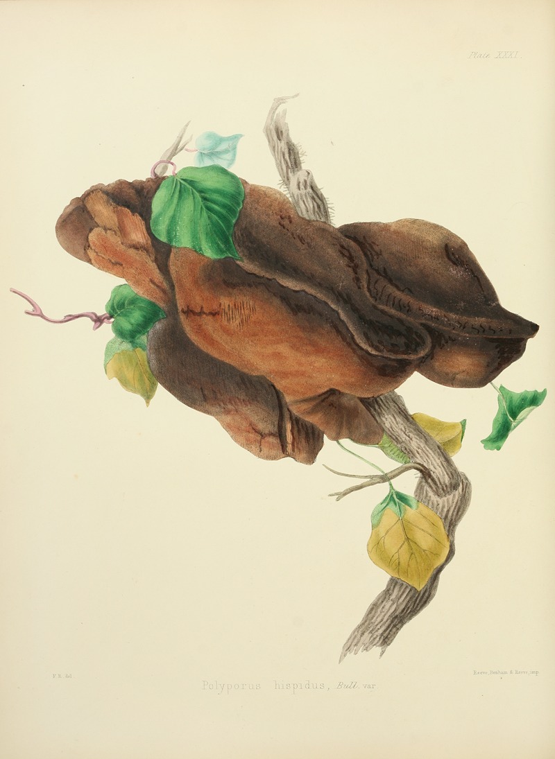 Anna Maria Hussey - Illustrations of British mycology Pl.31