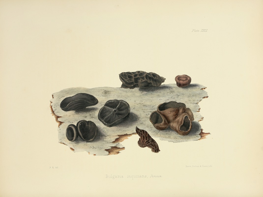 Anna Maria Hussey - Illustrations of British mycology Pl.32