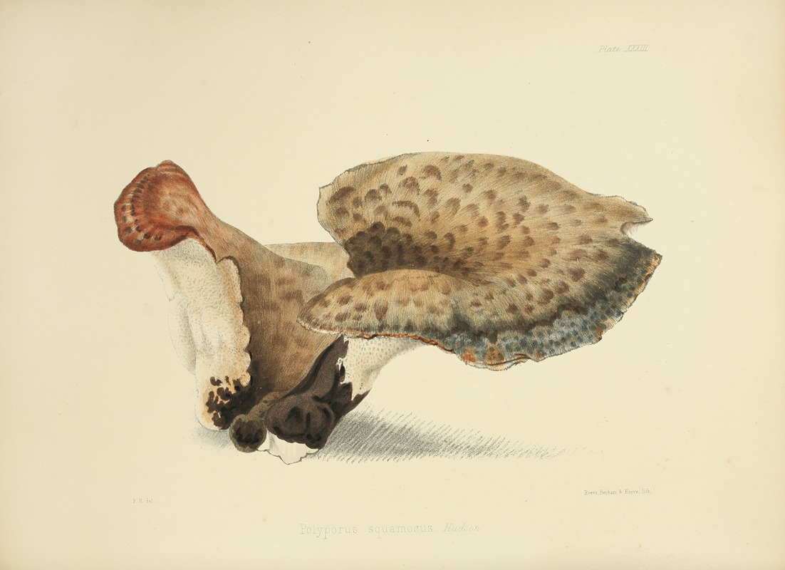 Anna Maria Hussey - Illustrations of British mycology Pl.33