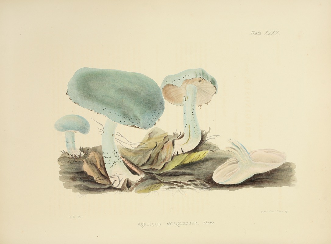 Anna Maria Hussey - Illustrations of British mycology Pl.35