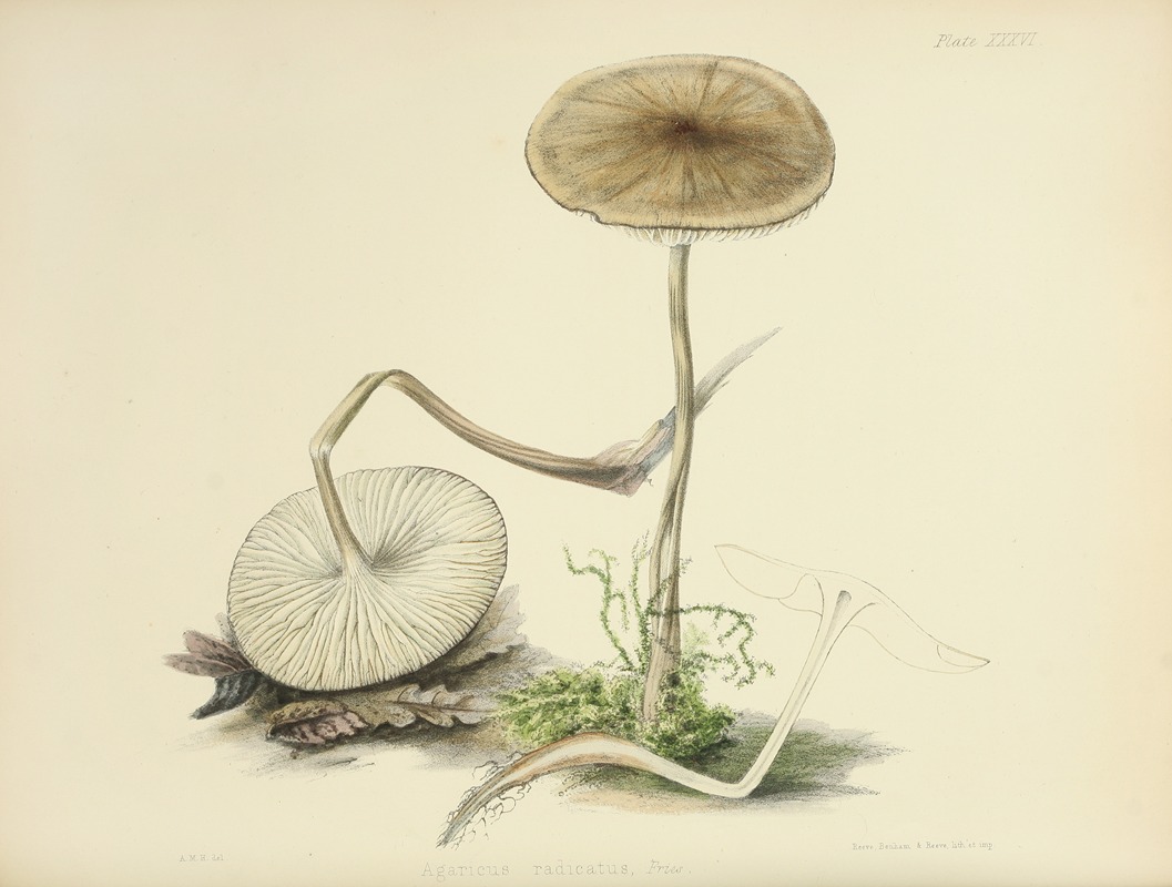 Anna Maria Hussey - Illustrations of British mycology Pl.36