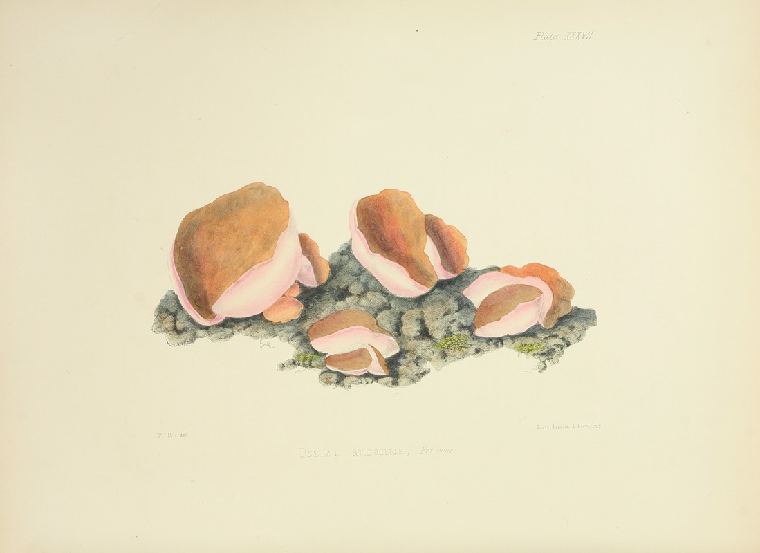 Anna Maria Hussey - Illustrations of British mycology Pl.37