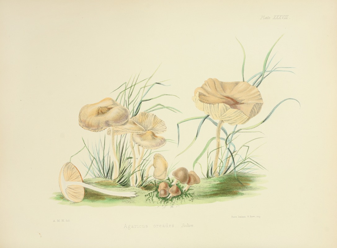 Anna Maria Hussey - Illustrations of British mycology Pl.38