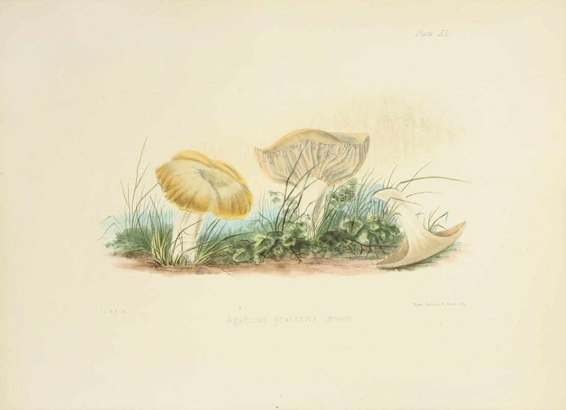 Anna Maria Hussey - Illustrations of British mycology Pl.40