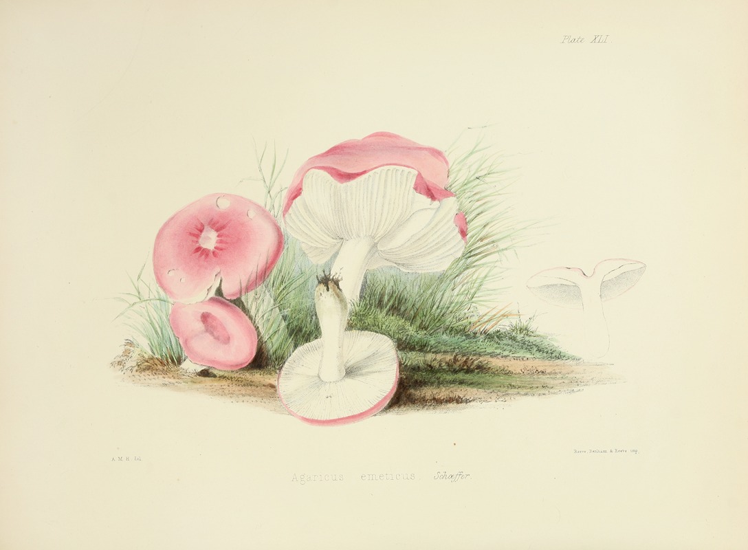 Anna Maria Hussey - Illustrations of British mycology Pl.41