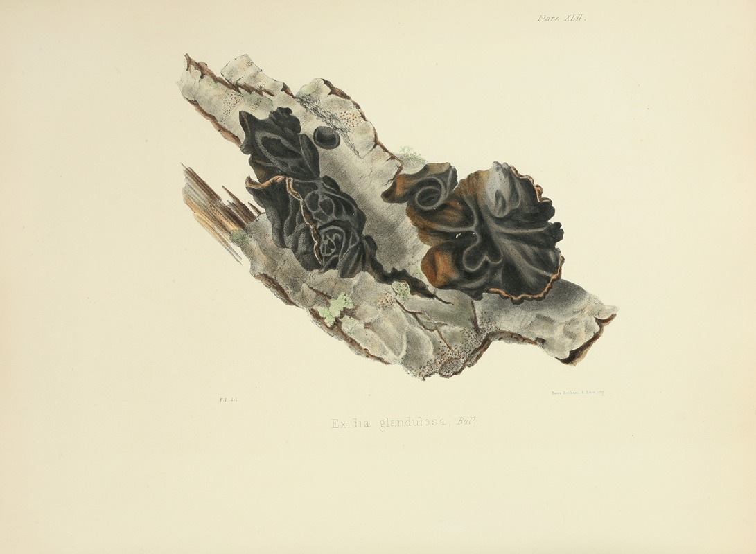 Anna Maria Hussey - Illustrations of British mycology Pl.42