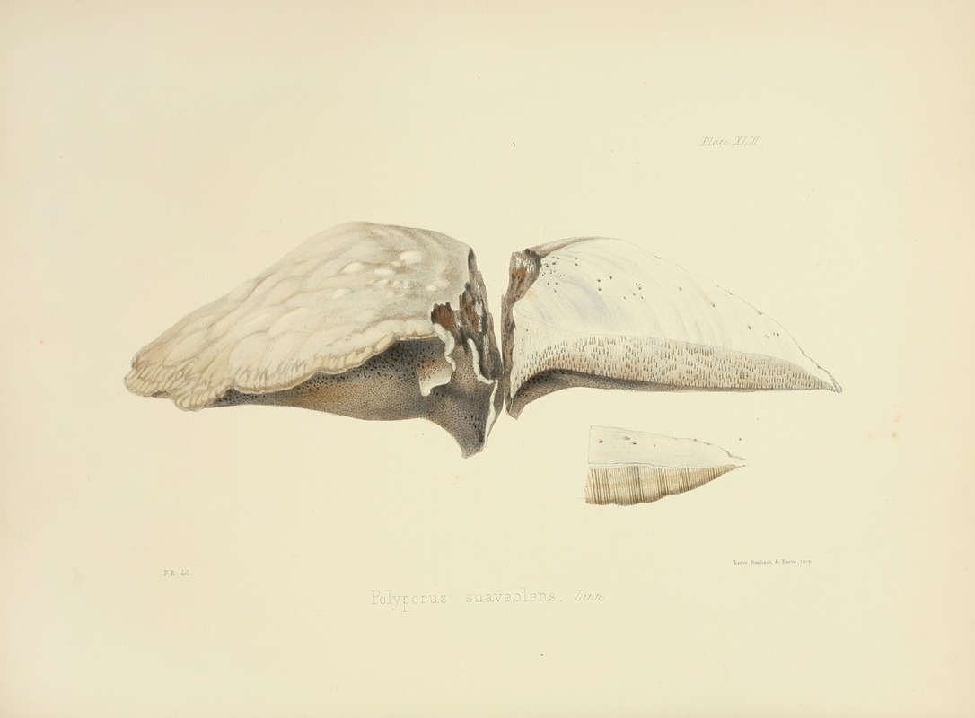 Anna Maria Hussey - Illustrations of British mycology Pl.43