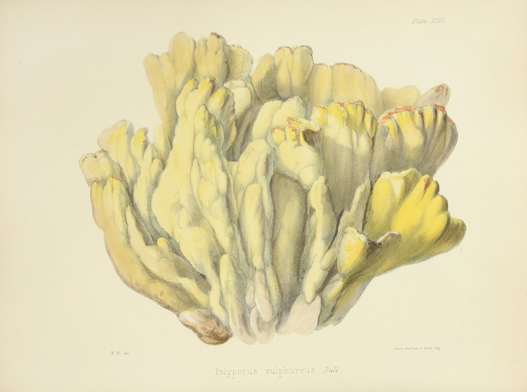 Anna Maria Hussey - Illustrations of British mycology Pl.46