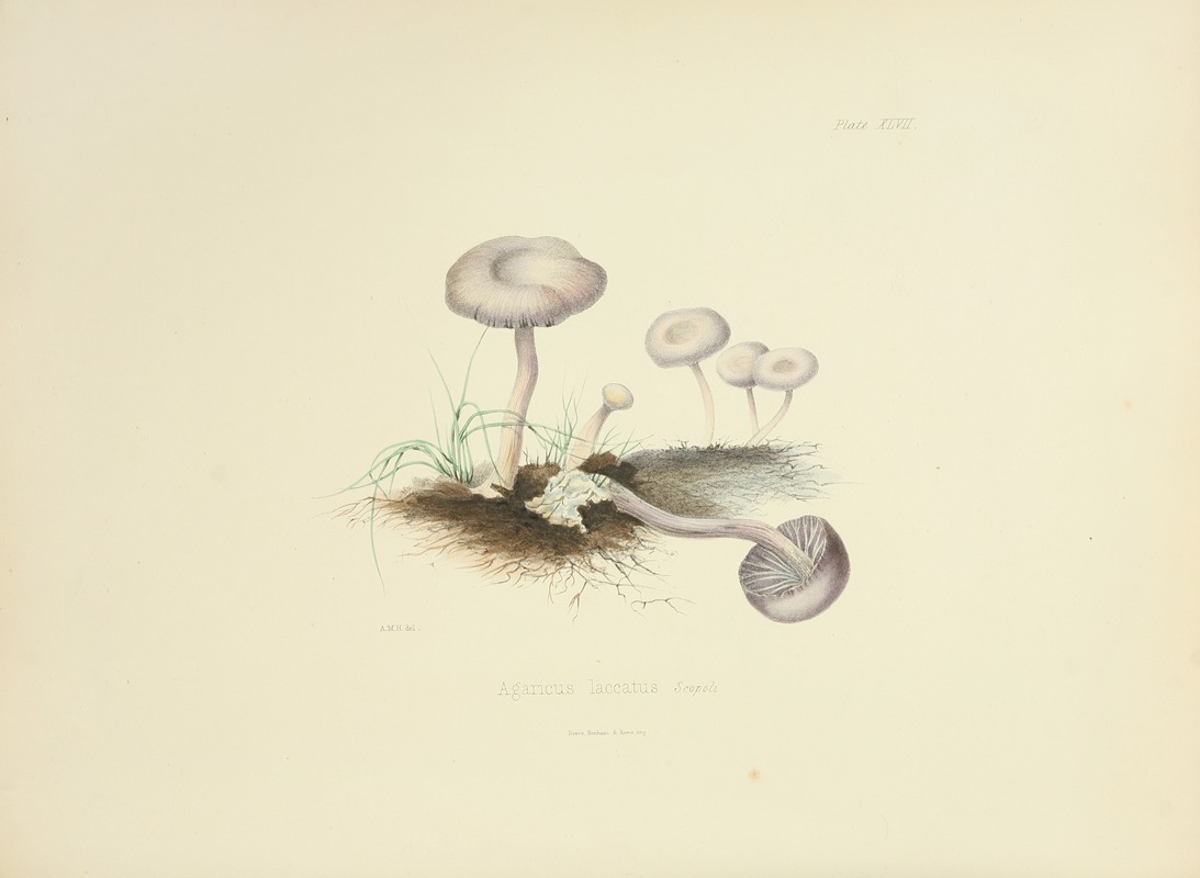 Anna Maria Hussey - Illustrations of British mycology Pl.47