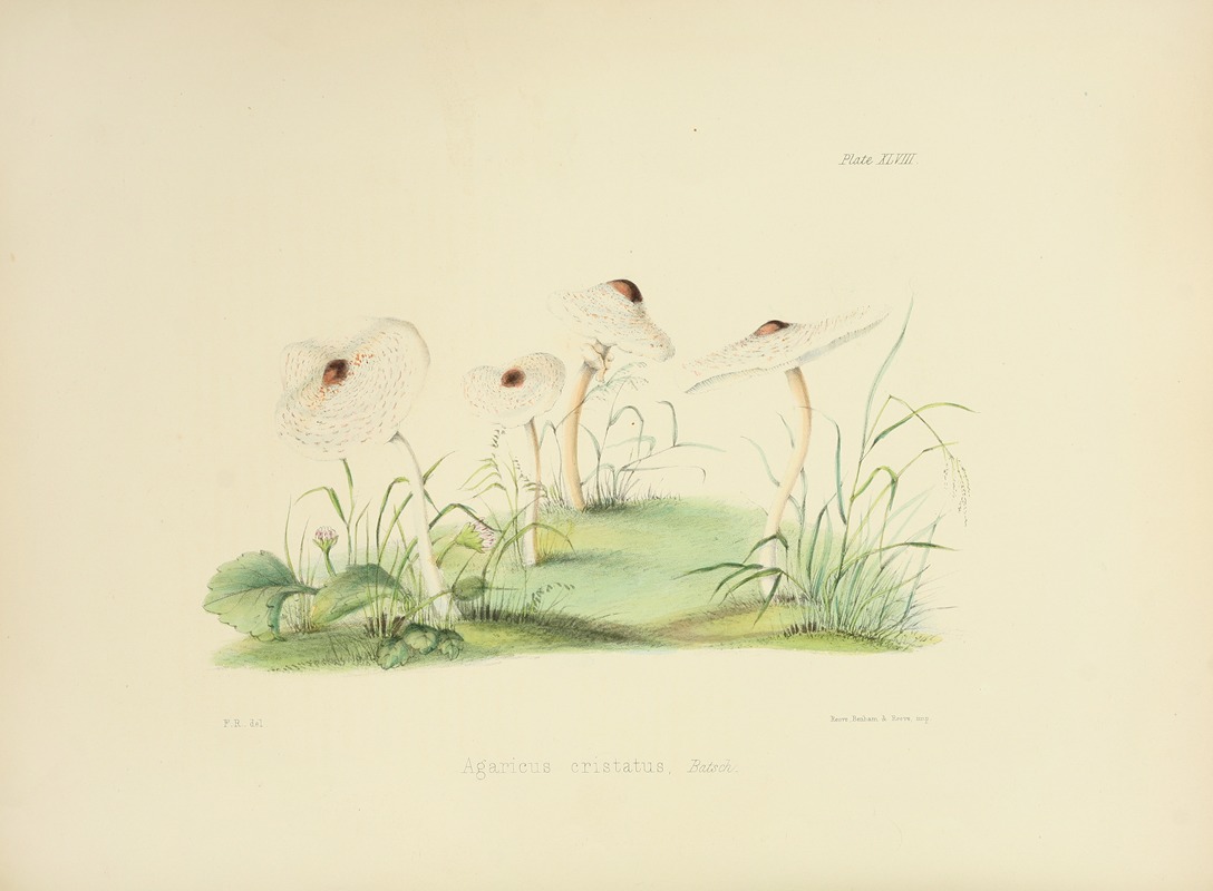 Anna Maria Hussey - Illustrations of British mycology Pl.48