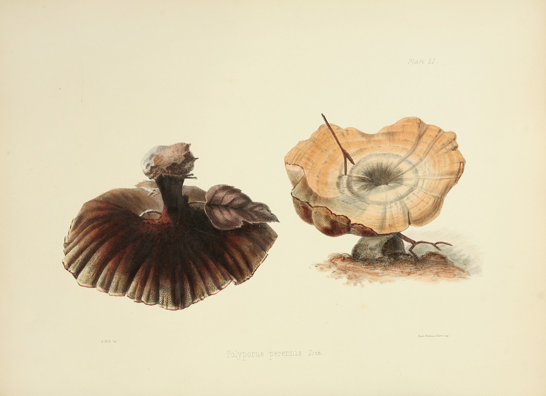 Anna Maria Hussey - Illustrations of British mycology Pl.51