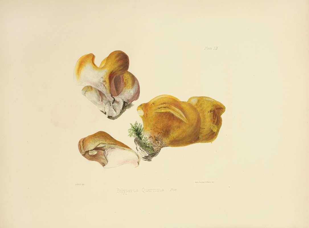 Anna Maria Hussey - Illustrations of British mycology Pl.52