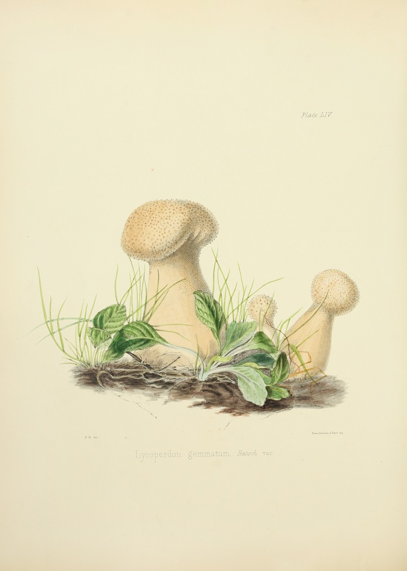 Anna Maria Hussey - Illustrations of British mycology Pl.54