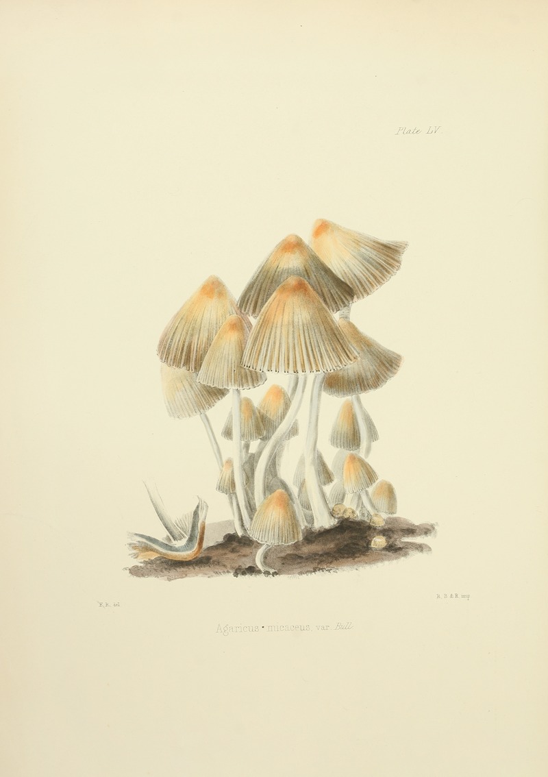 Anna Maria Hussey - Illustrations of British mycology Pl.55