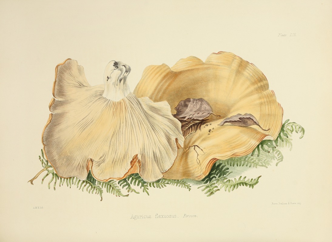 Anna Maria Hussey - Illustrations of British mycology Pl.59