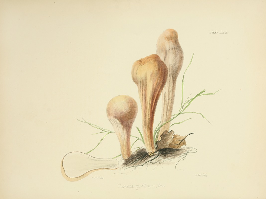 Anna Maria Hussey - Illustrations of British mycology Pl.62