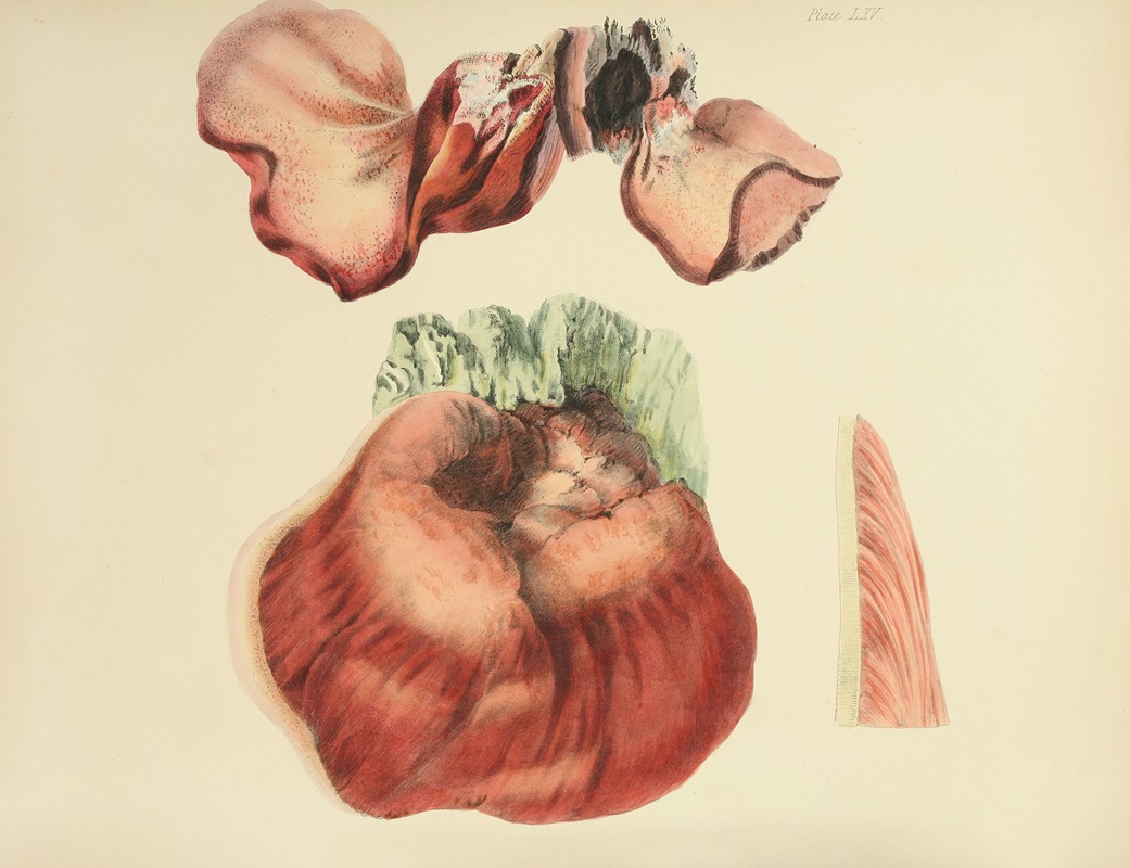 Anna Maria Hussey - Illustrations of British mycology Pl.65