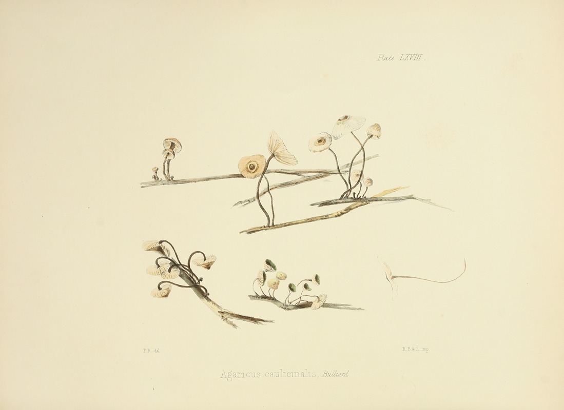Anna Maria Hussey - Illustrations of British mycology Pl.68