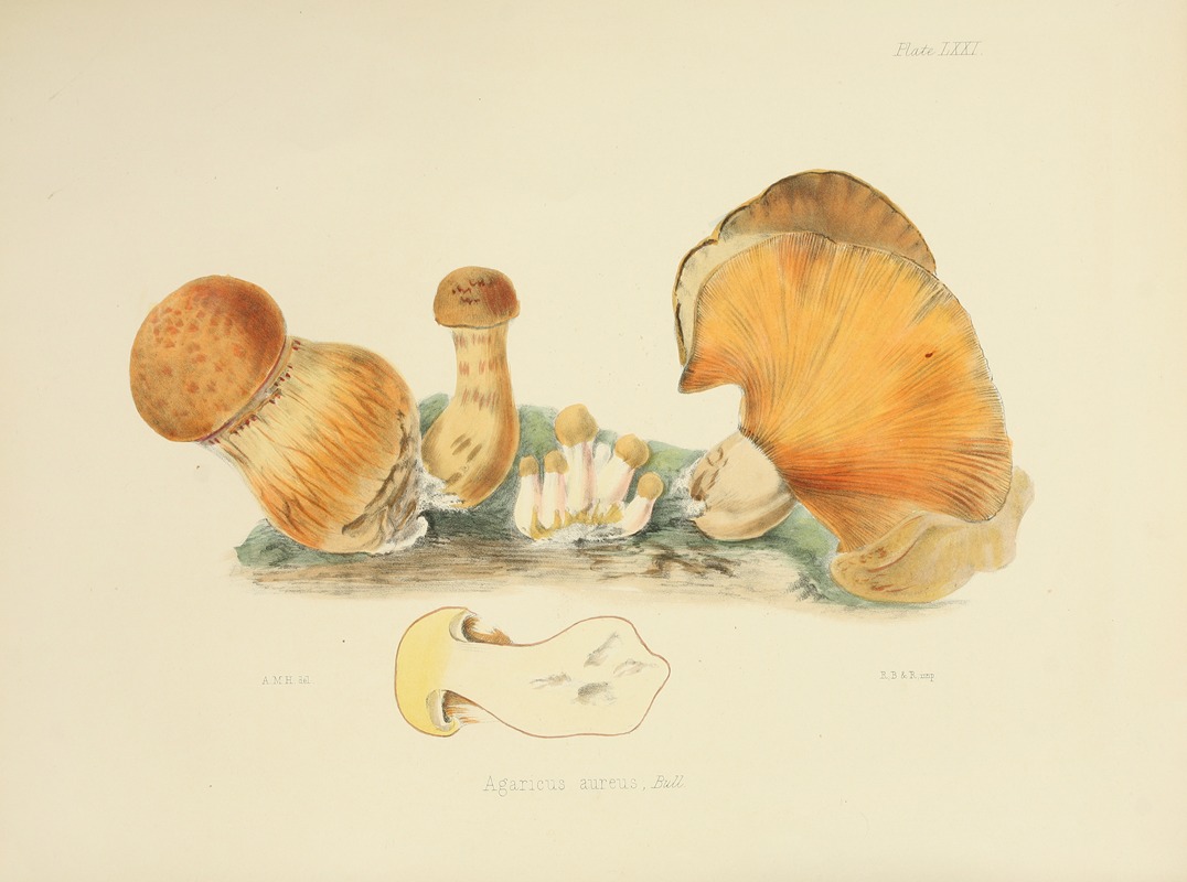 Anna Maria Hussey - Illustrations of British mycology Pl.71
