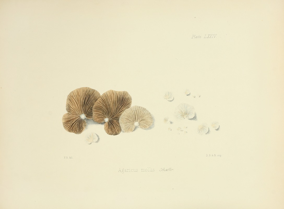 Anna Maria Hussey - Illustrations of British mycology Pl.74