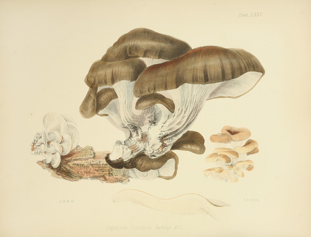 Anna Maria Hussey - Illustrations of British mycology Pl.75