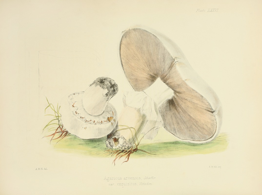 Anna Maria Hussey - Illustrations of British mycology Pl.76