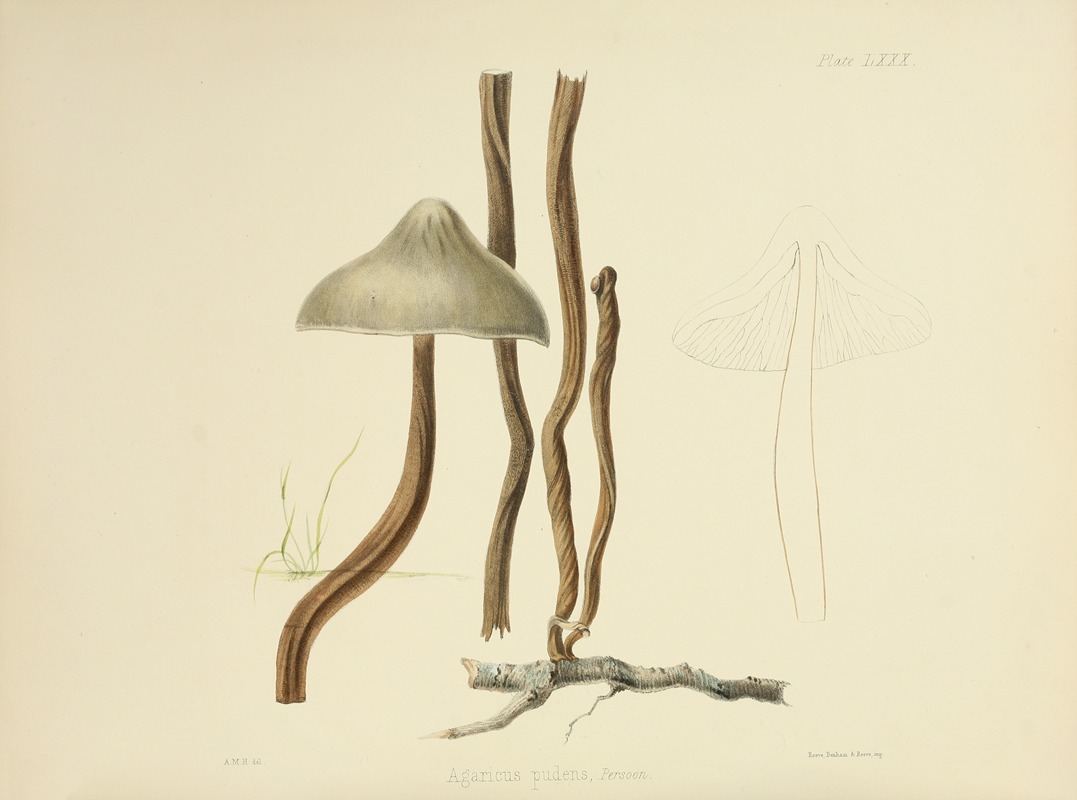 Anna Maria Hussey - Illustrations of British mycology Pl.80