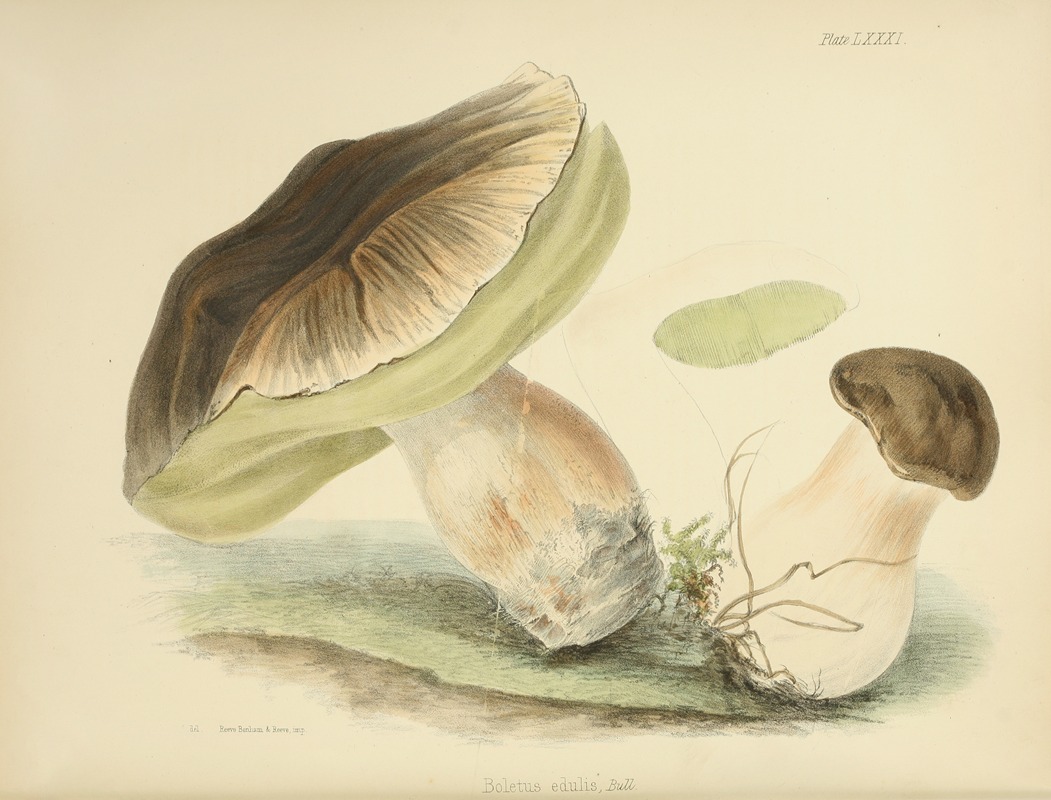 Anna Maria Hussey - Illustrations of British mycology Pl.81