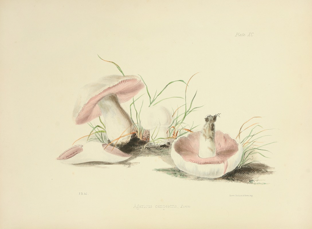 Anna Maria Hussey - Illustrations of British mycology Pl.90