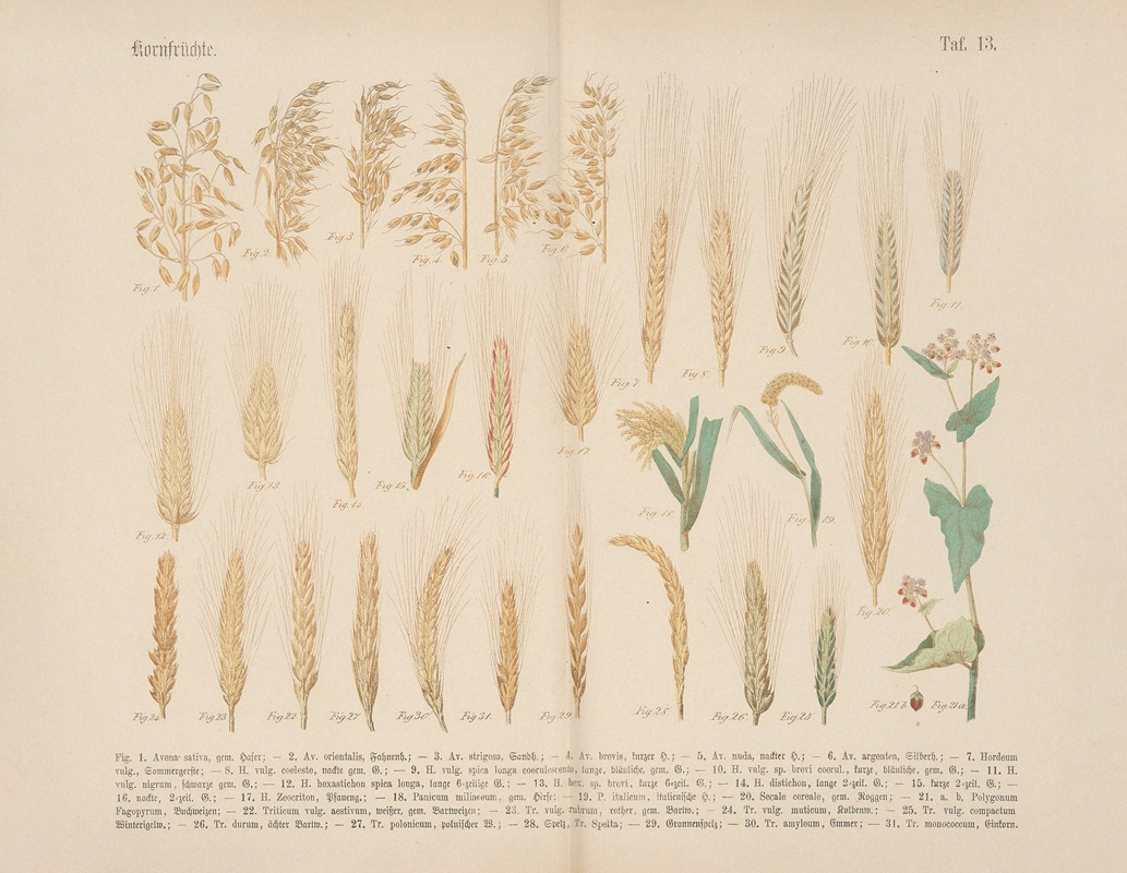 Carl Hoffmann - Lehrbuch der praktischen Pflanzenkunde in Wort und Bild Pl.13