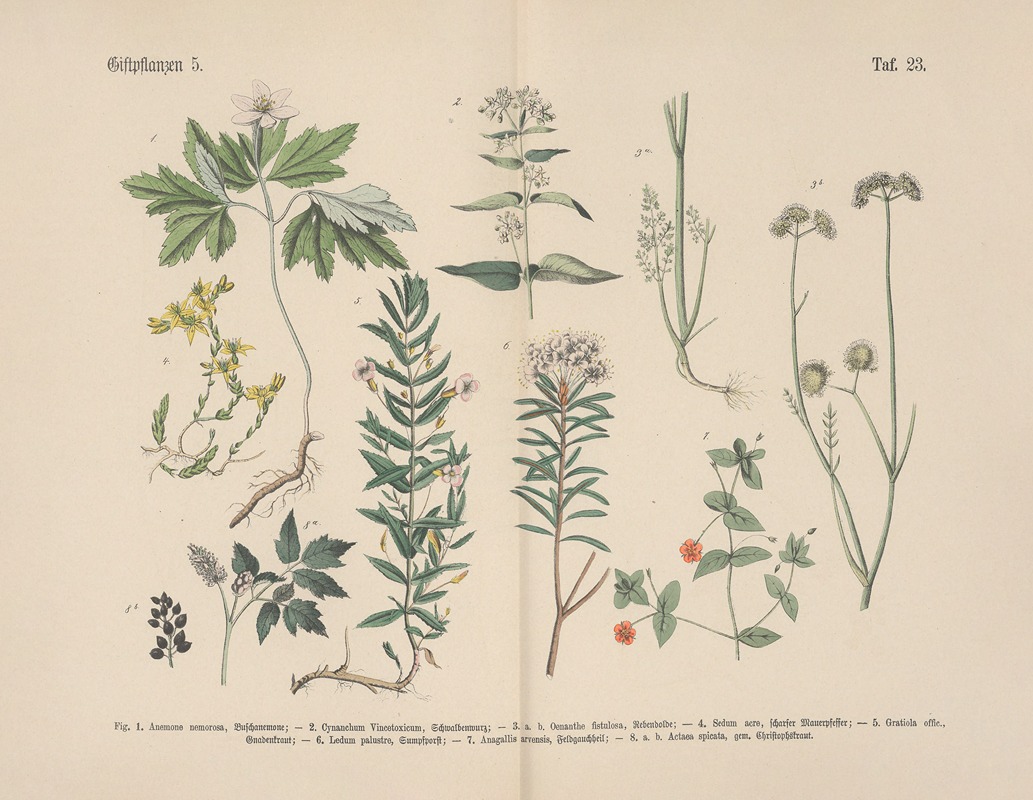 Carl Hoffmann - Lehrbuch der praktischen Pflanzenkunde in Wort und Bild Pl.23