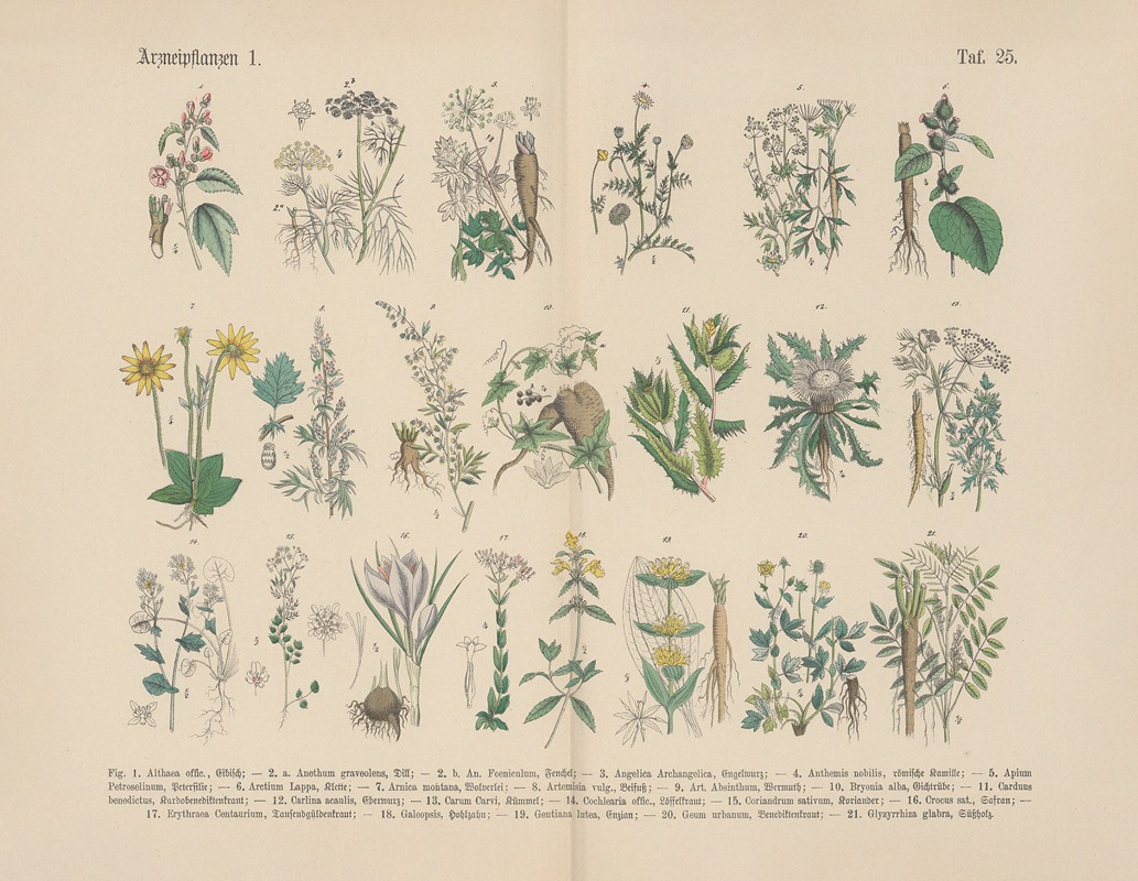 Carl Hoffmann - Lehrbuch der praktischen Pflanzenkunde in Wort und Bild Pl.25